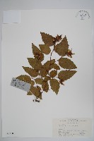 藏品(虎榛子)的圖片