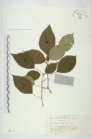 藏品(青莢葉)的圖片