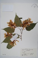 藏品(青榨槭)的圖片