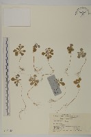 藏品(星葉草)的圖片