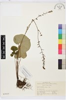 藏品(鐵破鑼)的圖片