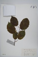 藏品(藏刺榛)的圖片