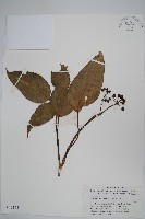 藏品(臺灣樹參)的圖片