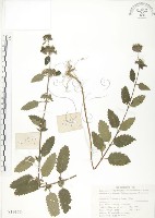 藏品(灰葉蕕)的圖片