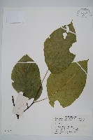 藏品(長毛八角楓)的圖片