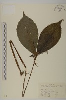 藏品(寬葉金粟蘭)的圖片