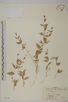 藏品(中國繁縷)的圖片