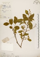 藏品(灰木)的圖片