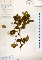 藏品(灰木)的圖片