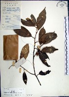 藏品(紅皮、葉下白、赤仔尾)的圖片