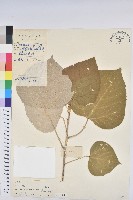 藏品(野桐)的圖片