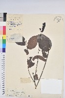 藏品(錫蘭饅頭果，香港饅頭果，大葉饅頭果，香港算盤子)的圖片