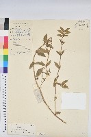 藏品(乳仔草)的圖片