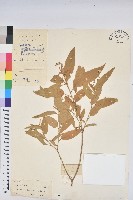 藏品(毛果巴豆)的圖片