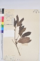 藏品(銀柴)的圖片