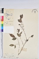 藏品(日本五月茶、南投五月茶)的圖片