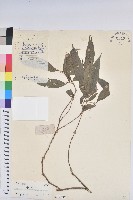 藏品(日本五月茶、南投五月茶)的圖片