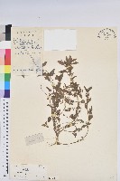 藏品(鐵莧菜)的圖片