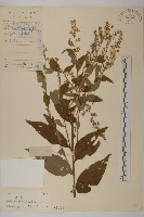 藏品(珍珠蒿、奇蒿)的圖片