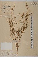 藏品(黃花蒿)的圖片