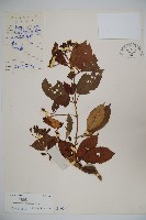 藏品(淡黃莢迷)的圖片