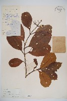 藏品(珊瑚樹)的圖片