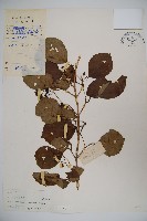 藏品(蝶花莢迷)的圖片