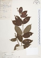 藏品(風箱樹)的圖片