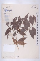 藏品(軟毛柿)的圖片