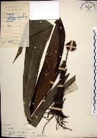 藏品(船子草、船仔草)的圖片