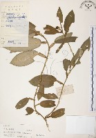 藏品(柚葉藤)的圖片