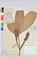 藏品(皺葉柯)的圖片