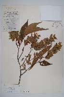 藏品(雷公鵝耳櫪)的圖片