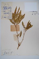 藏品(小駁骨丹、尖尾鳳)的圖片