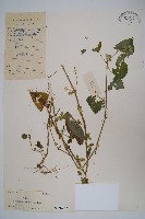 藏品(華九頭獅子草)的圖片