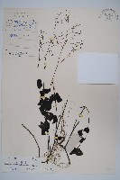 藏品(叉序草)的圖片