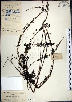 藏品(鐵掃帚、千里光)的圖片