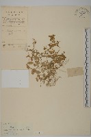 藏品(牛繁縷)的圖片