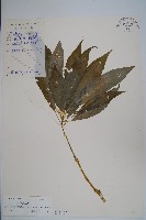 藏品(睫毛萼鳳仙花)的圖片