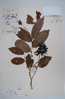 藏品(假鷹爪)的圖片