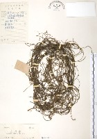 藏品(無根草)的圖片