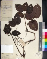 藏品(麥氏鐵線蓮)的圖片