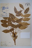 藏品(十大功勞)的圖片