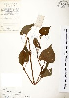 藏品(臭腥草、蕺菜)的圖片