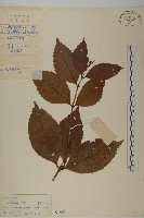 藏品(草珊瑚、紅果金粟蘭)的圖片