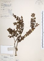 藏品(小葉赤楠)的圖片