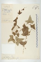 藏品(茅瓜)的圖片
