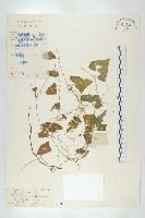 藏品(馬交兒)的圖片