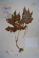 藏品(葡萄秋海棠)的圖片