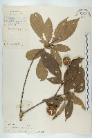 藏品(猴歡喜)的圖片